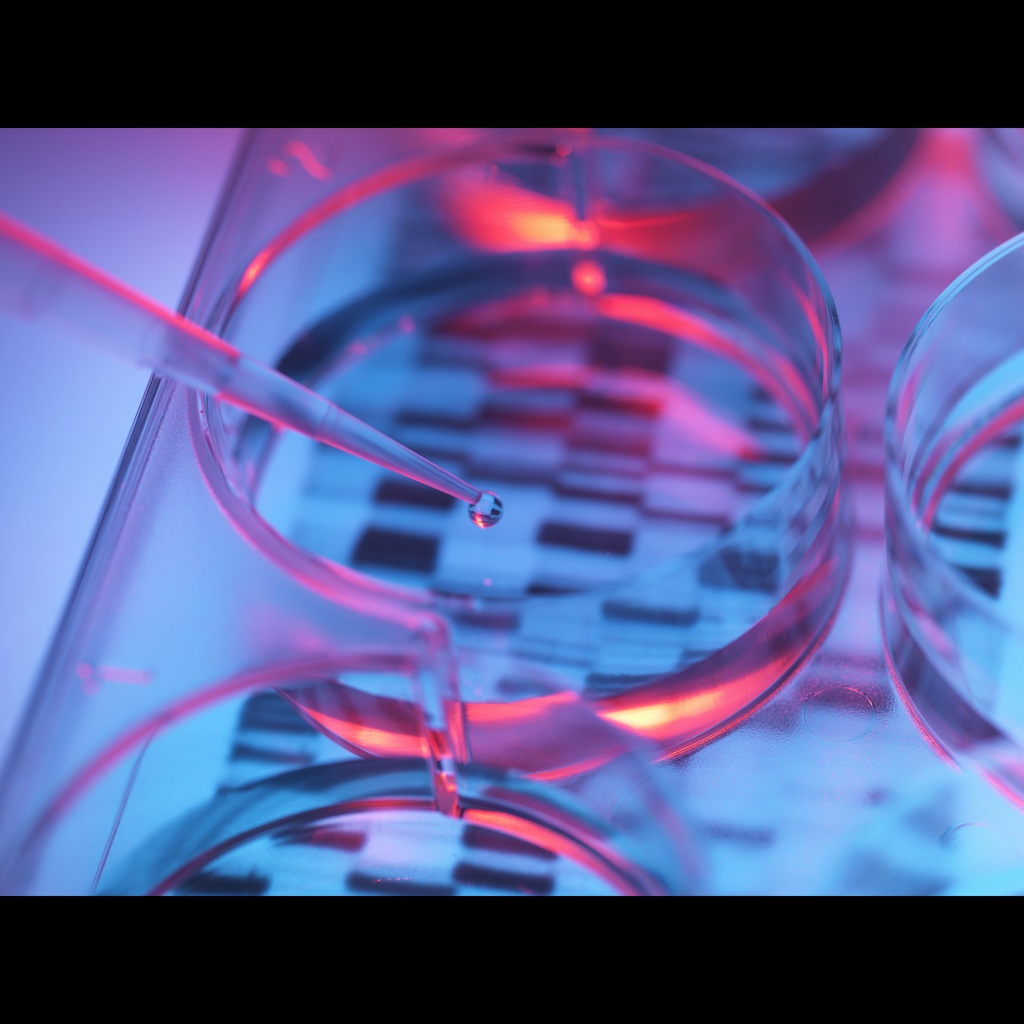 Equine Skin Genomic DNA